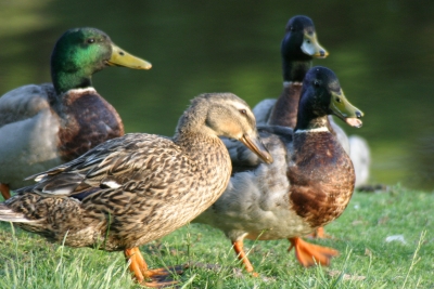Four Little Ducks All In A Row // 