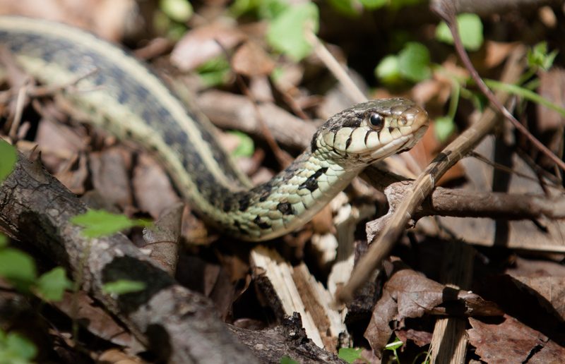 Eastern Gartersnake (thamnophis sirtalis sirtalis) found in Great Falls National Park