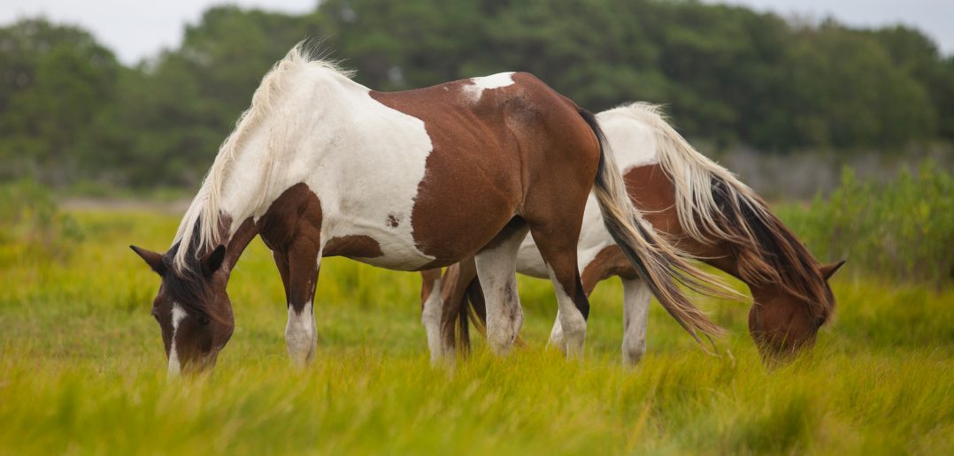 Wild Horses, Assateague Island,