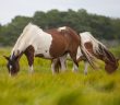 Wild Horses, Assateague Island,