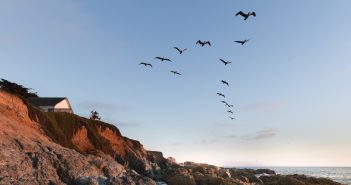 Geese over Half Moon Bay, California